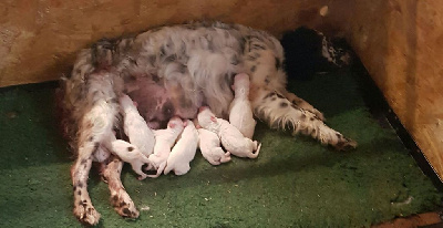 Les chiots de Setter Anglais