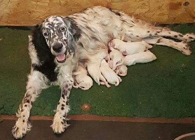 Les chiots de Setter Anglais