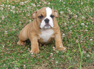 Les chiots de Bulldog Anglais