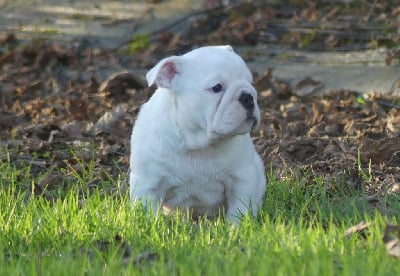 Les chiots de Bulldog Anglais