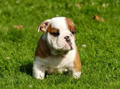 Les chiots de Bulldog Anglais