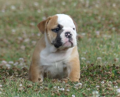 Les chiots de Bulldog Anglais