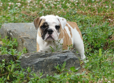 Les chiots de Bulldog Anglais