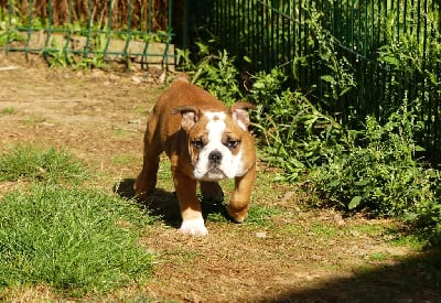 Les chiots de Bulldog Anglais