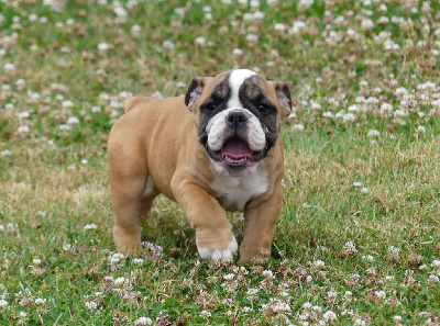 Les chiots de Bulldog Anglais