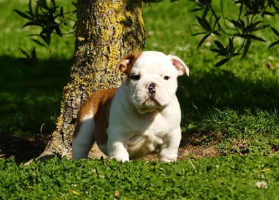 Les chiots de Bulldog Anglais