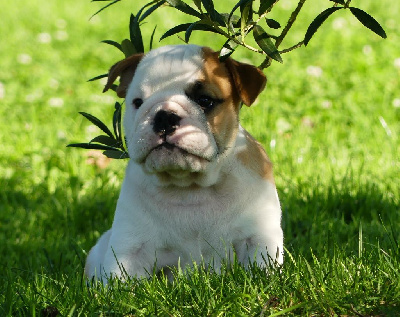 Les chiots de Bulldog Anglais