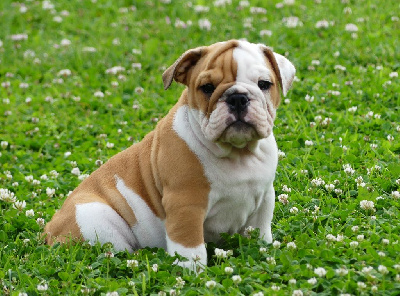 Les chiots de Bulldog Anglais