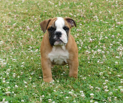 Les chiots de Bulldog Anglais