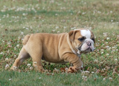 Les chiots de Bulldog Anglais