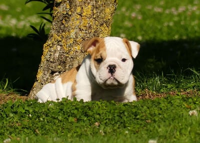 Les chiots de Bulldog Anglais