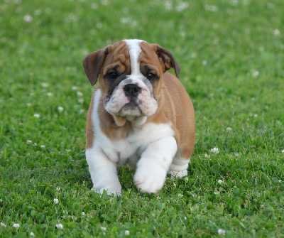 Les chiots de Bulldog Anglais