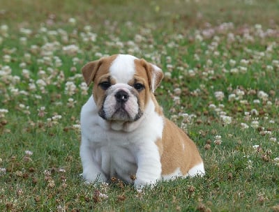 Les chiots de Bulldog Anglais