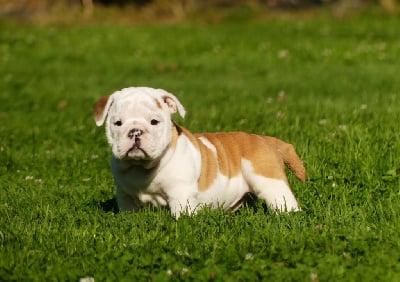 Les chiots de Bulldog Anglais