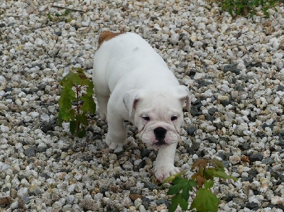 Les chiots de Bulldog Anglais