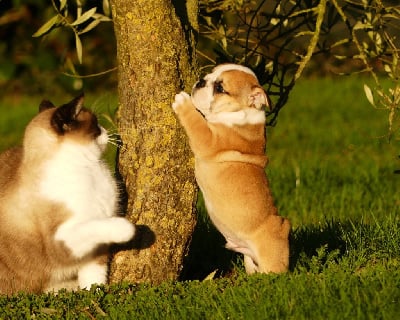 Les chiots de Bulldog Anglais