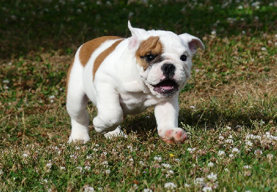 Les chiots de Bulldog Anglais