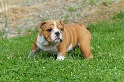 Les chiots de Bulldog Anglais