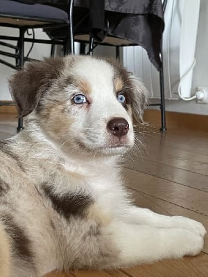 Les chiots de Berger Australien