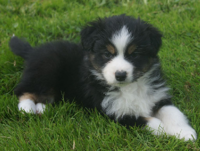 Les chiots de Berger Australien