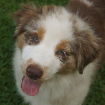 Les chiots de Berger Australien