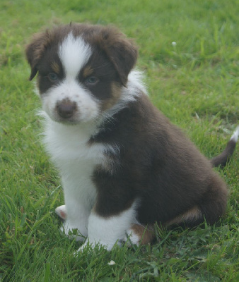 Les chiots de Berger Australien