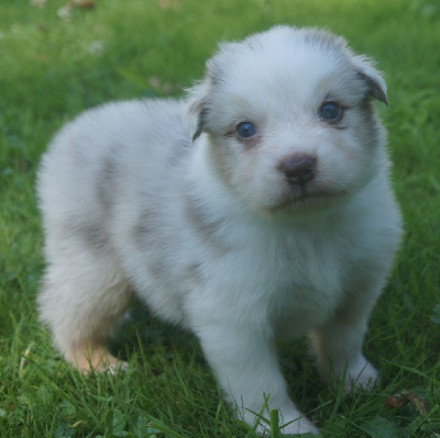 Les chiots de Berger Australien