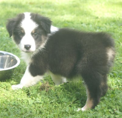 Les chiots de Berger Australien