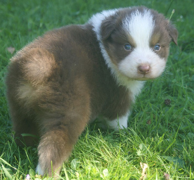 Les chiots de Berger Australien