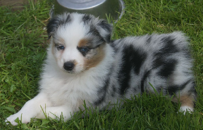 Les chiots de Berger Australien