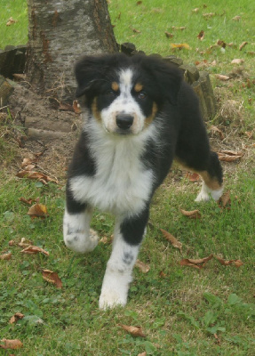 Les chiots de Berger Australien