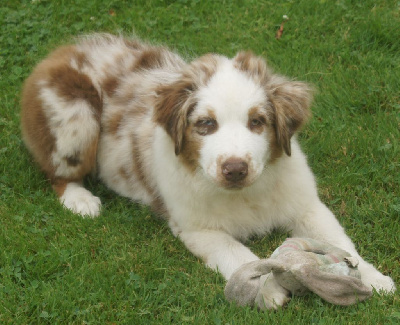 Les chiots de Berger Australien