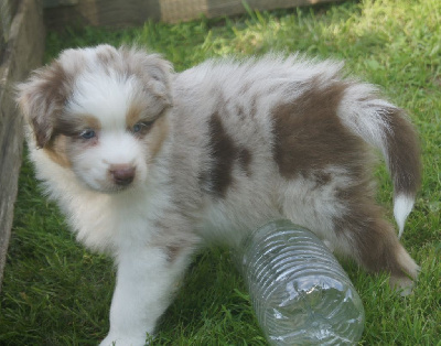 Les chiots de Berger Australien