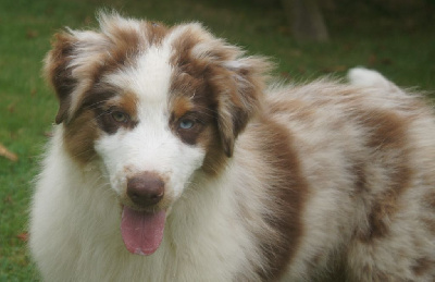 Les chiots de Berger Australien