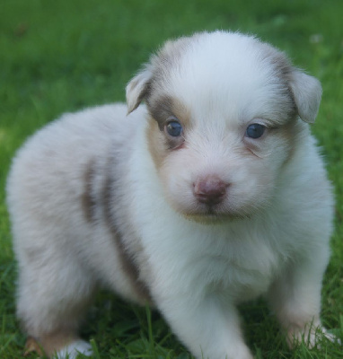 Les chiots de Berger Australien