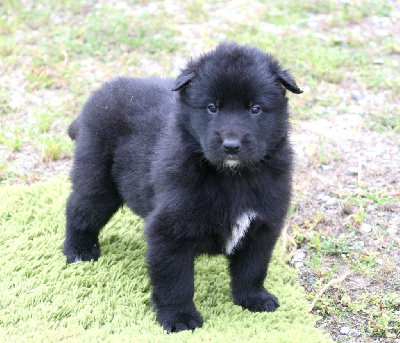 Les chiots de Berger Belge