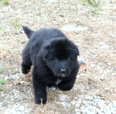 Les chiots de Berger Belge