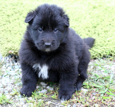 Les chiots de Berger Belge