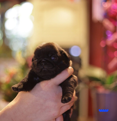 Les chiots de Carlin