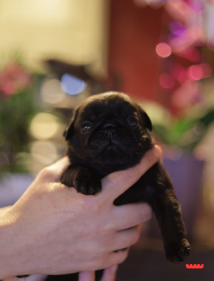 Les chiots de Carlin