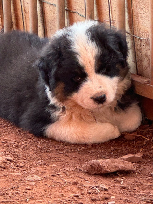 Les chiots de Berger Australien