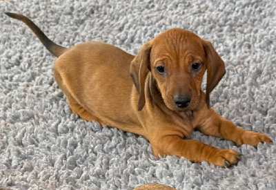 Les chiots de Teckel poil ras