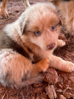 Les chiots de Berger Australien