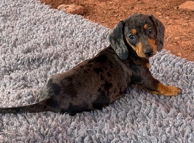 Les chiots de Teckel poil ras