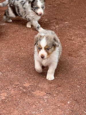 Les chiots de Berger Américain Miniature 