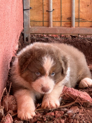 Les chiots de Berger Australien