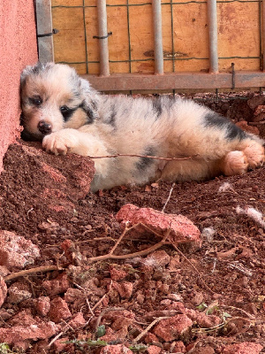 Les chiots de Berger Australien