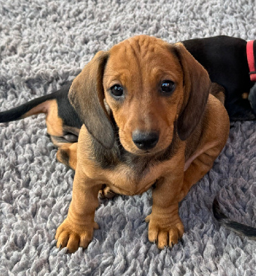 Les chiots de Teckel poil ras