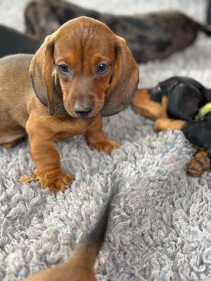 Les chiots de Teckel poil ras