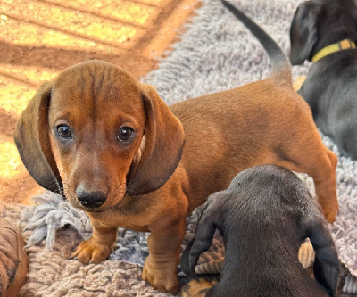 Les chiots de Teckel poil ras